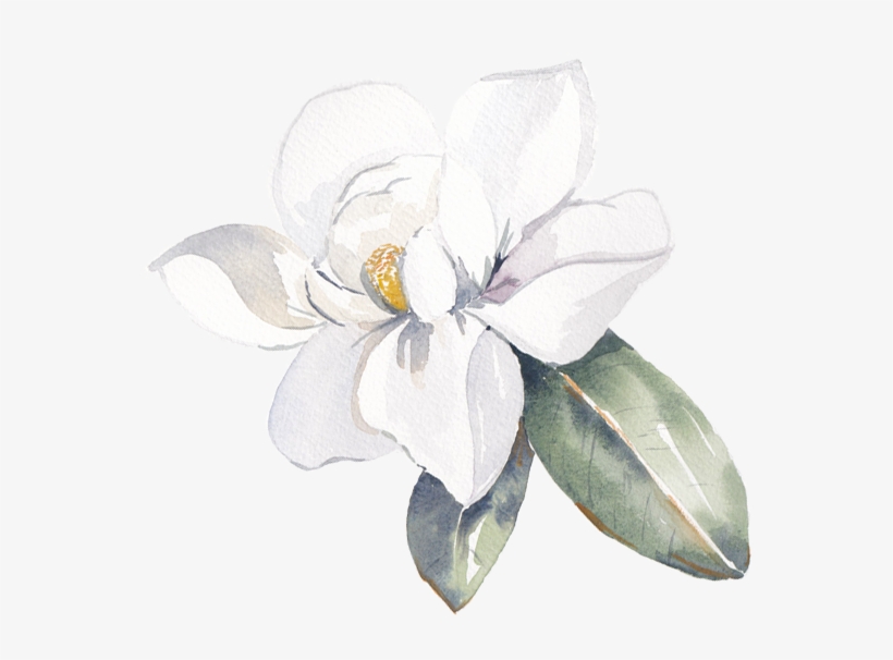 Cami's Watercolor Talent Is Breathtaking It Has A Timeless, - Frangipani, transparent png download