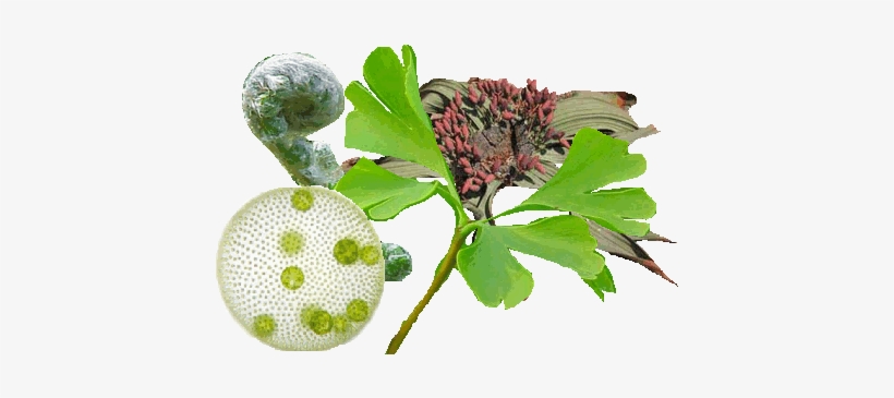 Diversity Of Plants - Monsoon, transparent png download