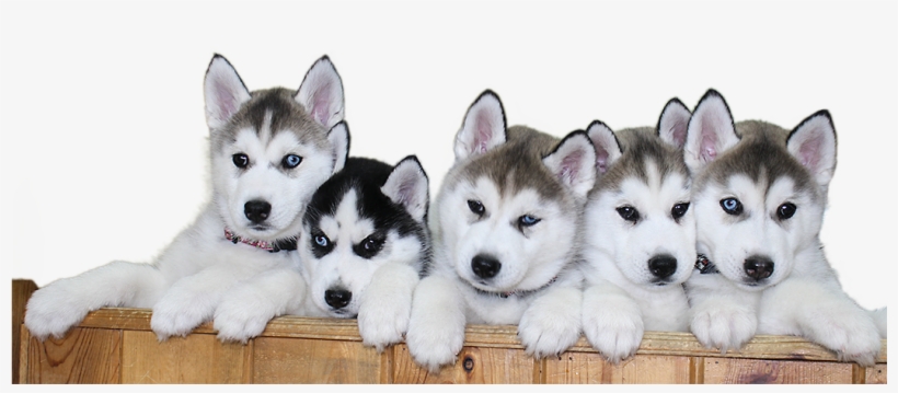 Siberian Husky Puppy Png File - Dogs Husky Puppy Png, transparent png download