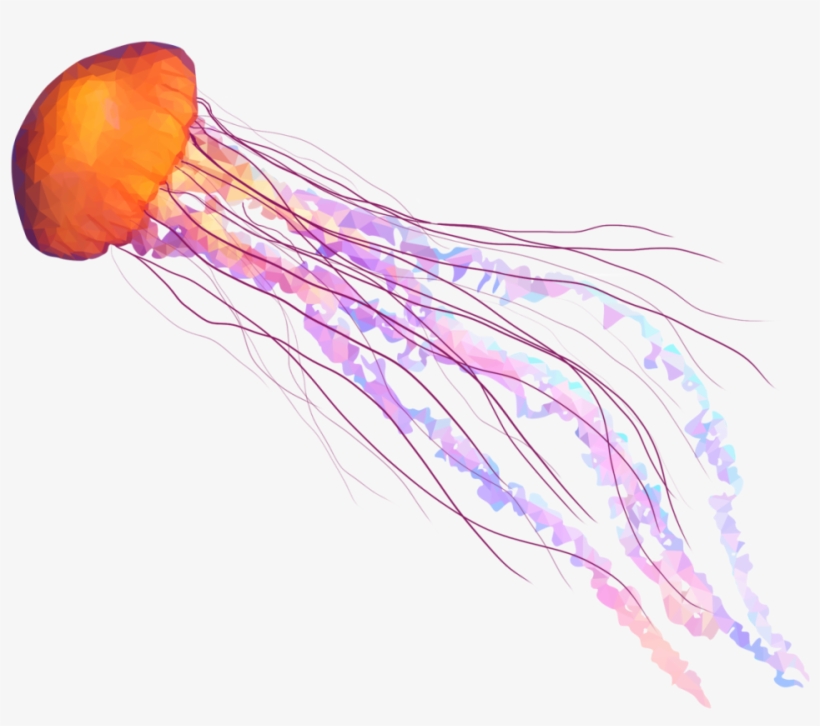 Jellyfish Png, transparent png download