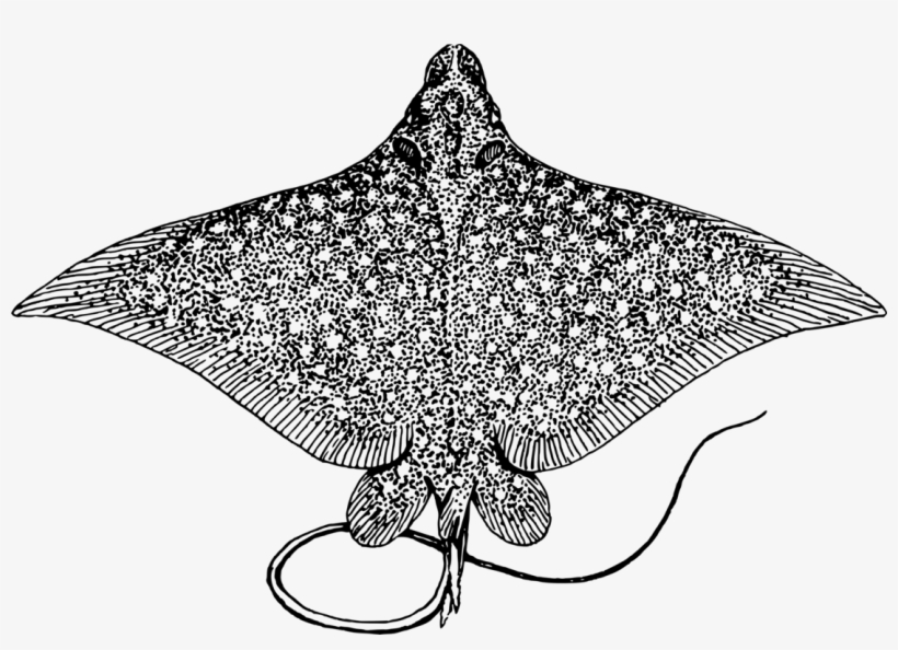 Spotted Eagle Ray Giant Oceanic Manta Ray Bluespotted - Manta Ray No Background, transparent png download