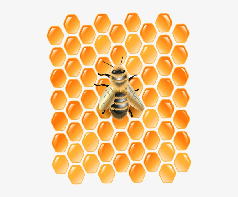 Honeycomb With Bee Png Clip Art Image - Honeycomb, transparent png download