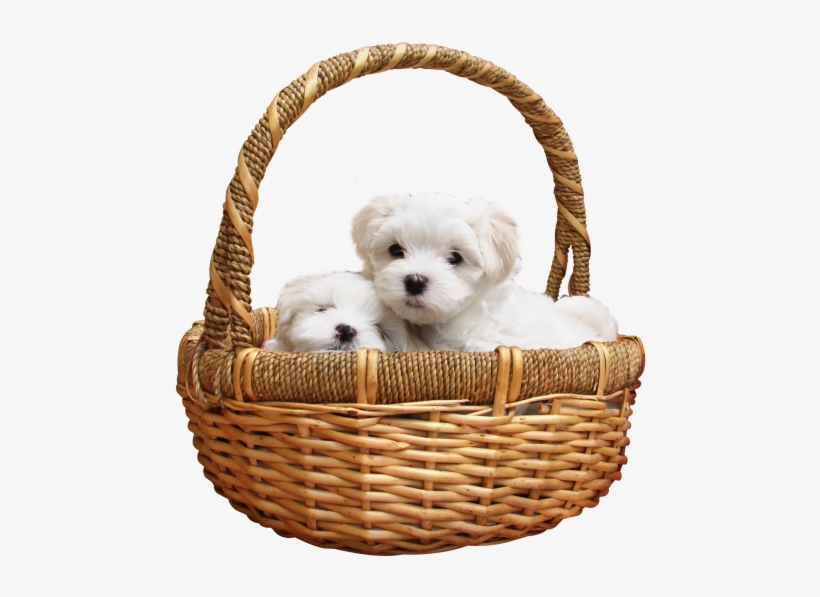 Puppy Png Transparent Image - Puppy Png, transparent png download