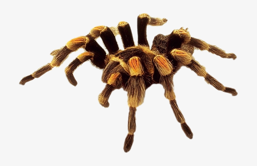 Spider Png, transparent png download