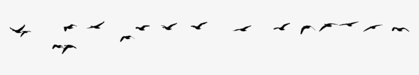 Flying Bird Png - Conceptual Photography, transparent png download