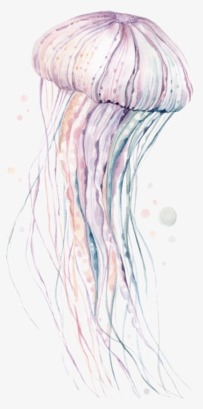Hand-painted Rare Pink Jellyfish Png Transparent - Jellyfish Poster, 30x21 Cm, Posters, Prints & Visual, transparent png download