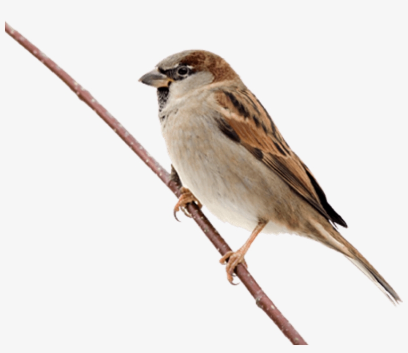 Song Sparrow Clipart Png Transparent - Sparrow Png, transparent png download