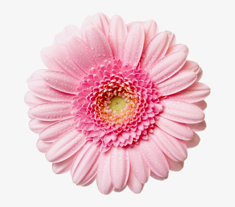 Flower With Raindrops - Pink Flower Png, transparent png download