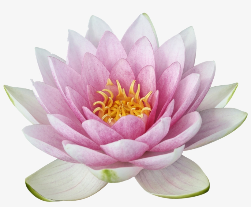 Lotus Png, transparent png download