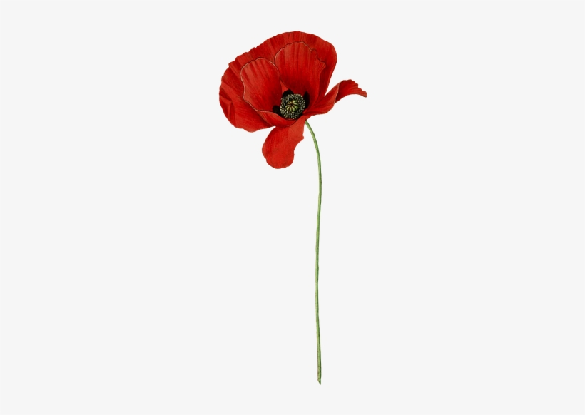 Mohn, Blume, Pflanze, Blüte, Jahrgang, Isoliert - Poppy Flower Transparent Anzac, transparent png download