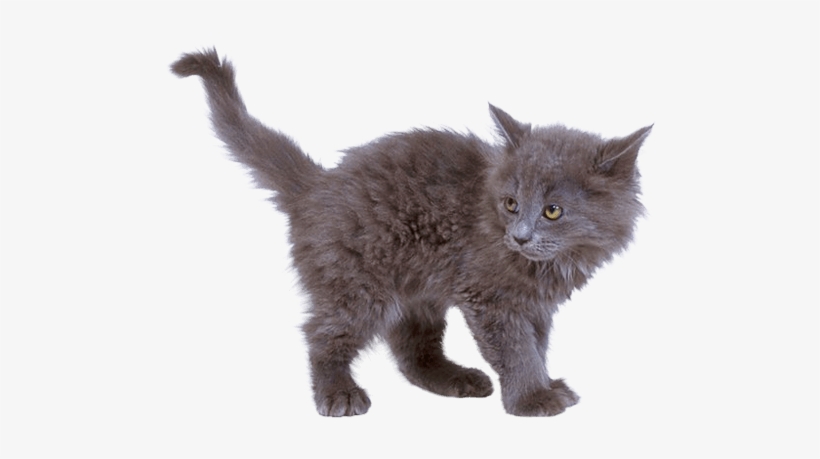 Download - Png Kitten, transparent png download