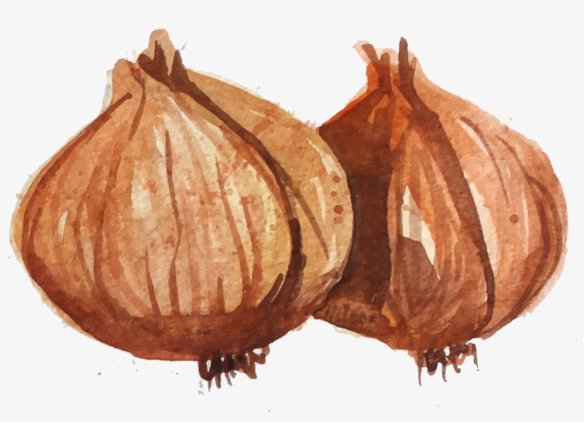 Banner Freeuse Download Onion Vector Draw - Watercolor Painting, transparent png download