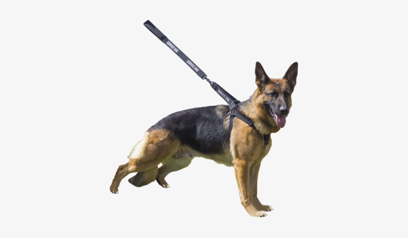 Step-in Sd Harness & Leash - Activedogs.com Step-in Service Dog Harness, transparent png download