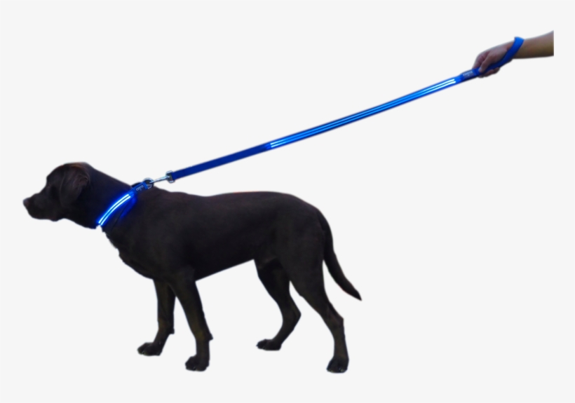 Bebe Stores, transparent png download