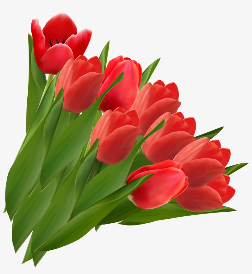 Red Tulips Png Clipart Picture - Tulips Png, transparent png download