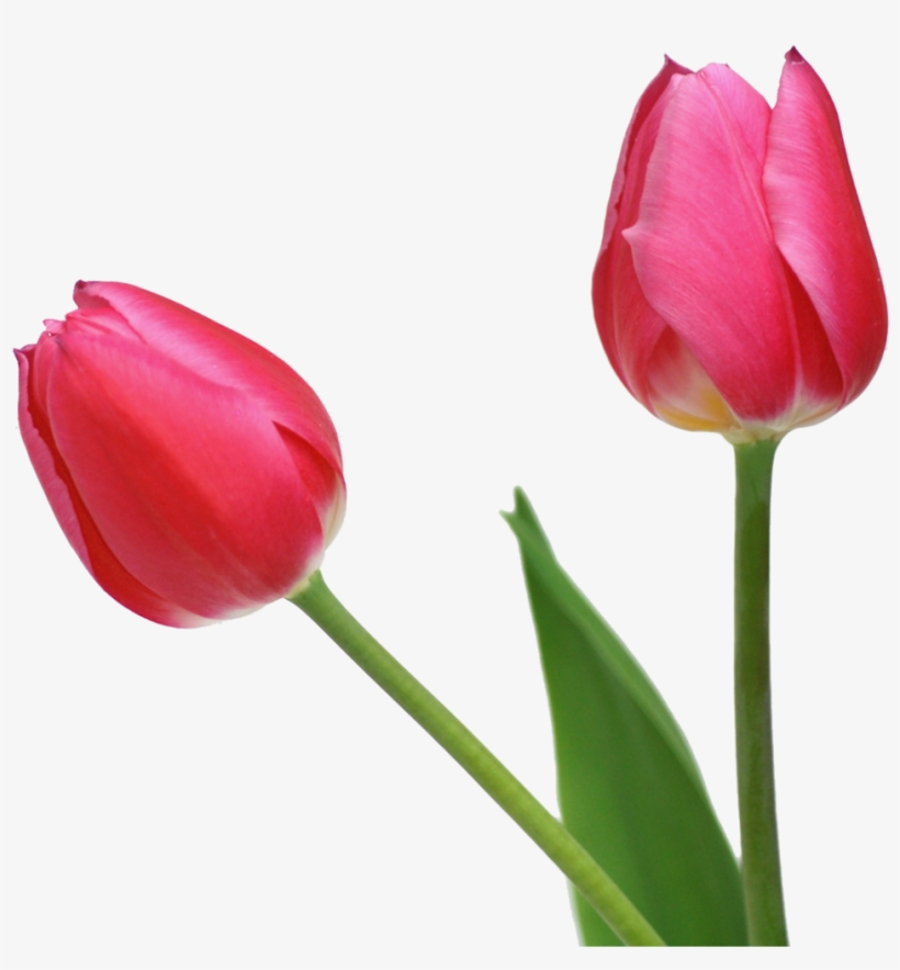 Tulip Png Image - Freedownload Image Tulip Red Png, transparent png download