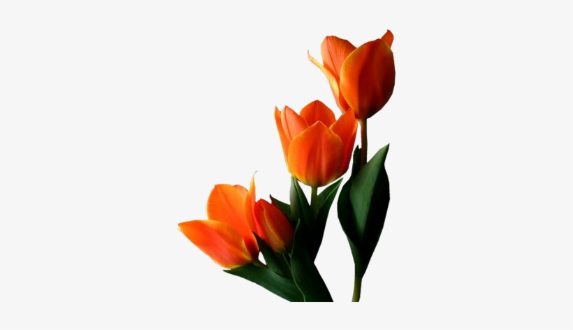 Yellow Tulip Transparent Clip Art Png - Saludos De Buenas Tardes Con Flores, transparent png download
