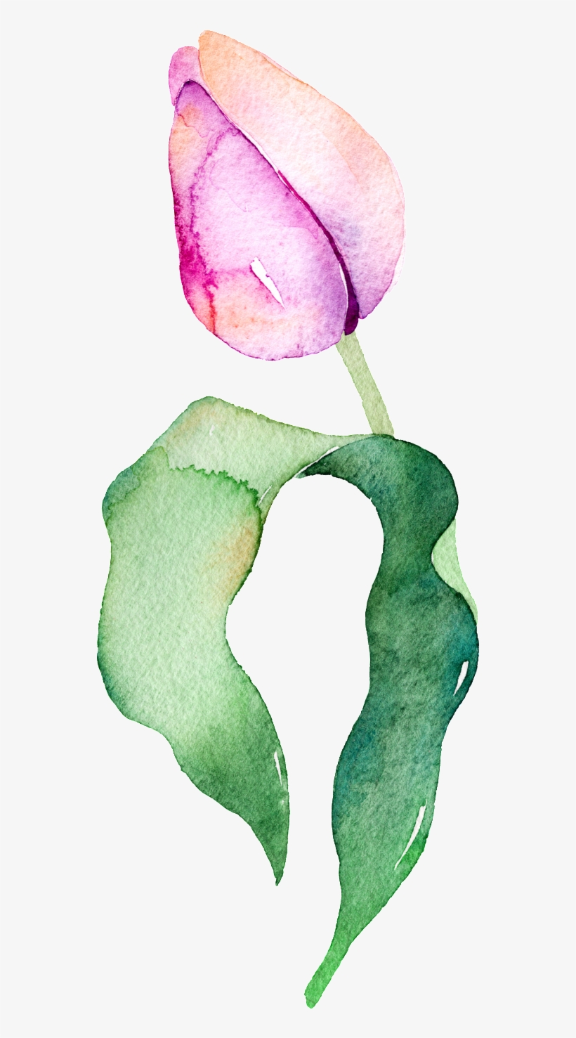 Purplish Tulip Transparent Decorative Material - Flower, transparent png download