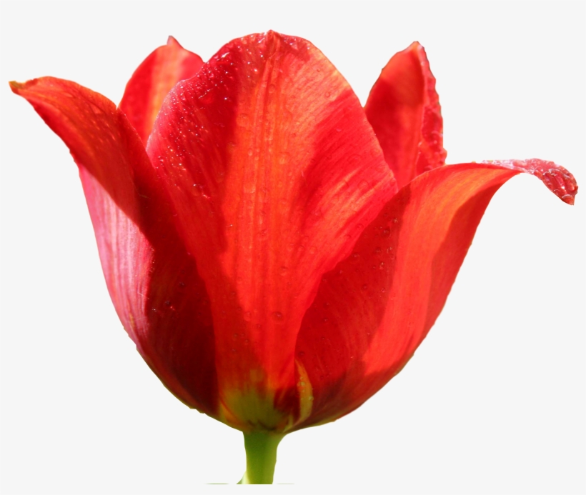 Tulip Png Image - Тюльпан Png, transparent png download