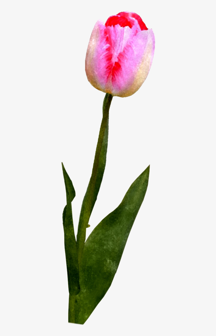 And A Watercolor Version - Tulip, transparent png download