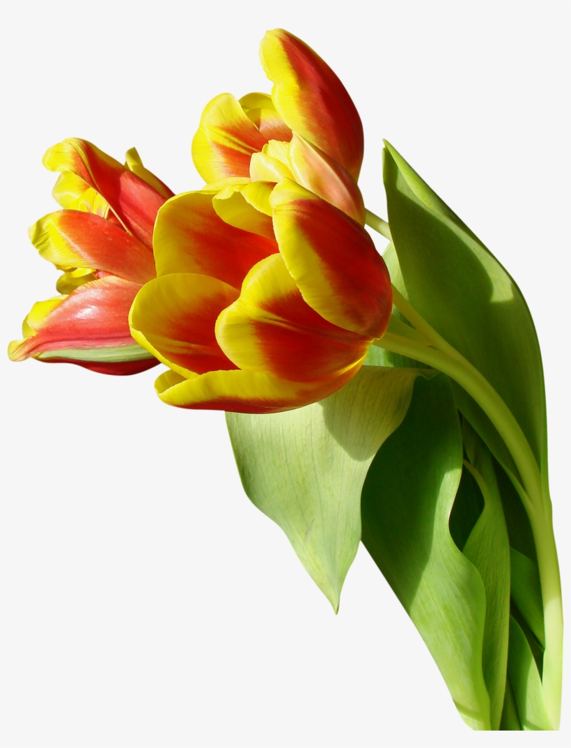 Png Тюльпаны, transparent png download