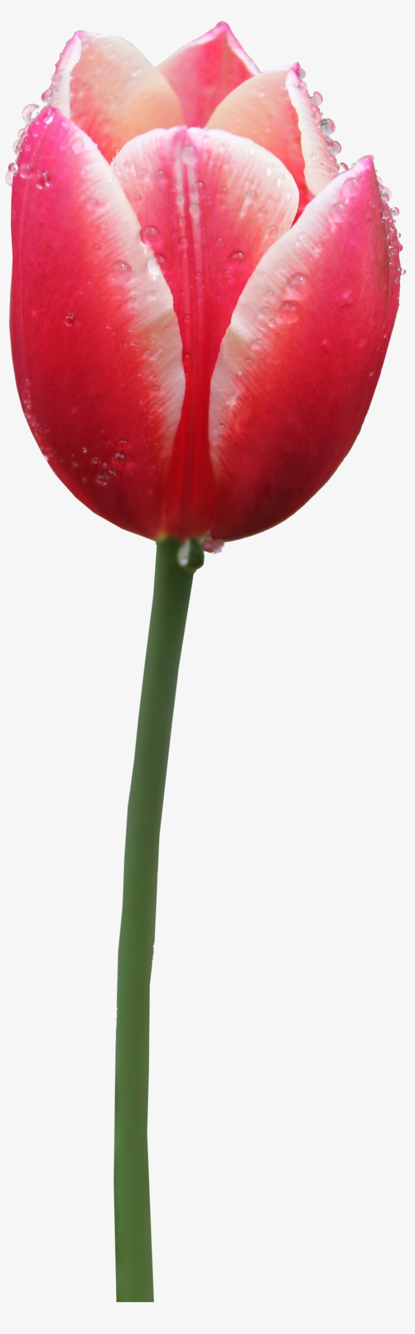 Tulip Clipart - Tulip Png, transparent png download