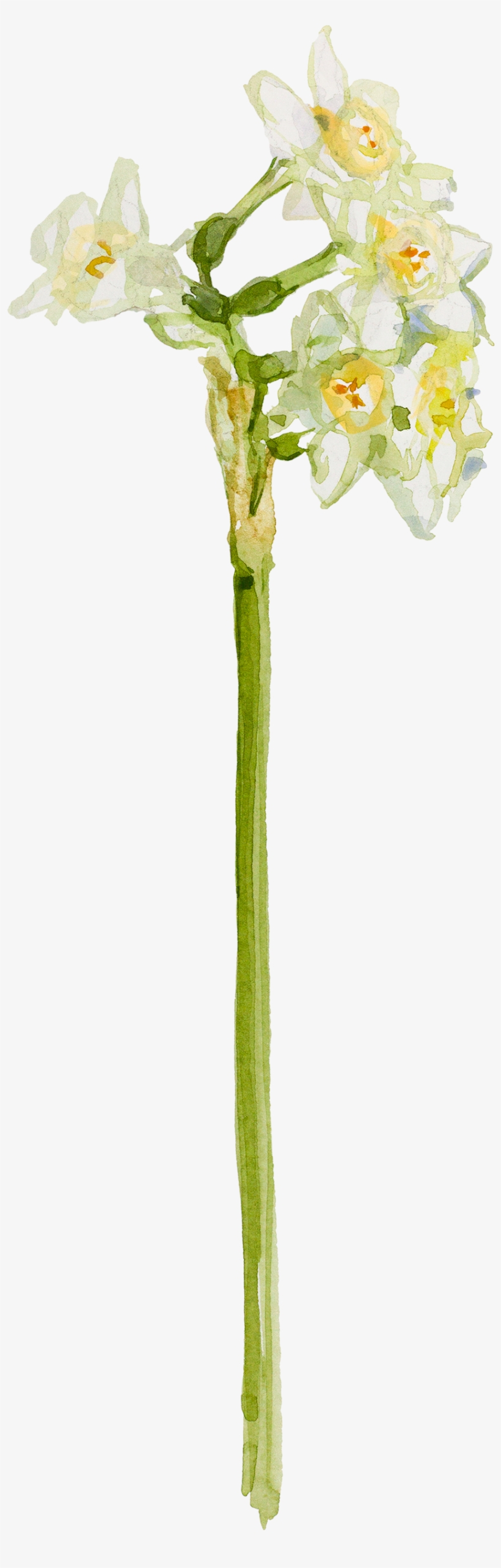 Watercolor Painting, Tulip, Decorative Transparent - Painting, transparent png download