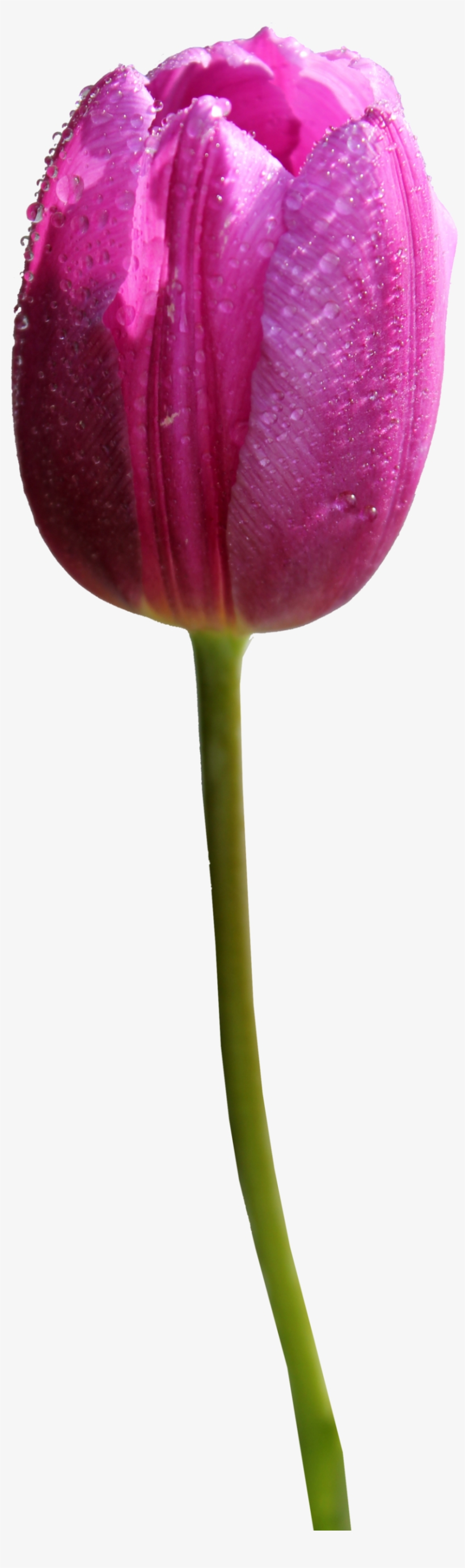Go To Image - Purple Tulip Flower Png, transparent png download