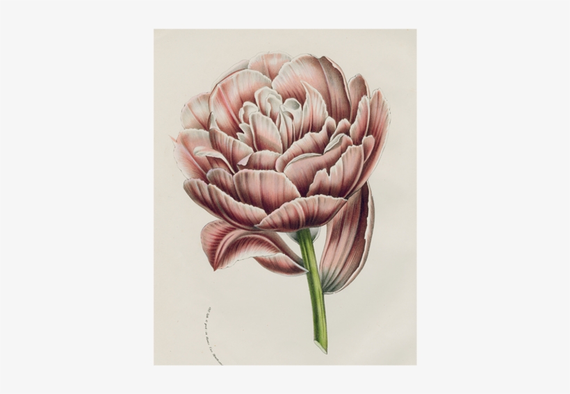 Koning - Floral Bounty By Walter Robertson, Posters, Prints,, transparent png download
