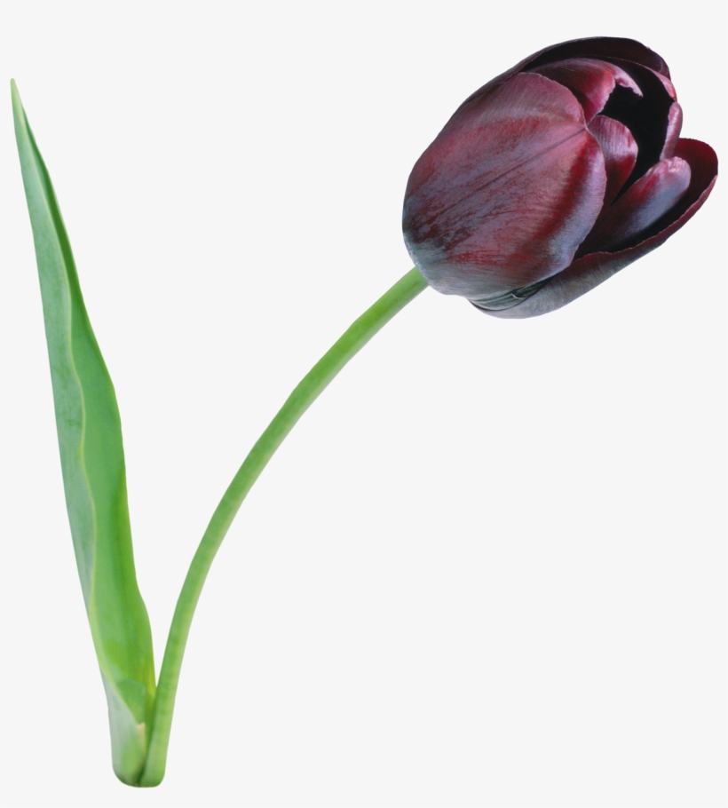 Go To Image - Black Tulip Png, transparent png download