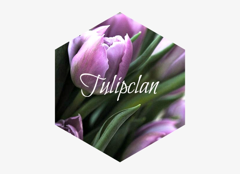 Purple Tulips - Tulip, transparent png download