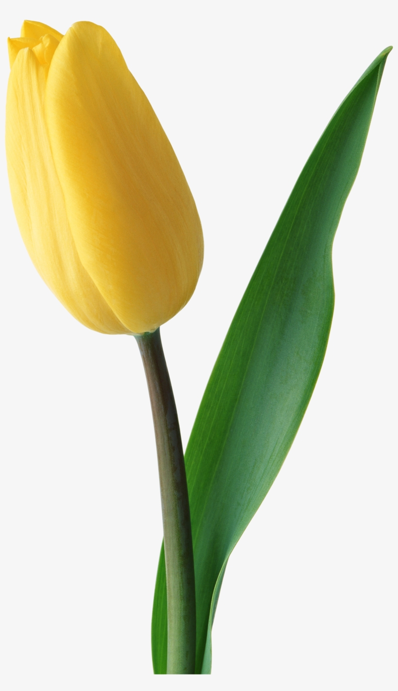Tulip Transparent Translucent - Тюльпан, transparent png download