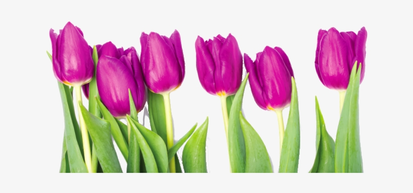 Proceeds Will Support Our 2017 Community Service Scholarship - Tulip, transparent png download