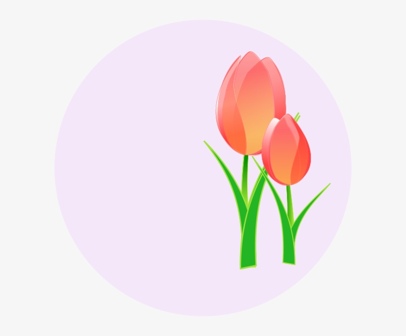 Three Red Tulips Png Images, transparent png download