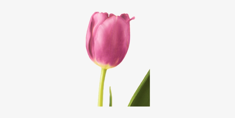Tulip - Flowers Tulip, transparent png download