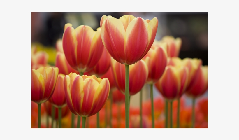 Identity & Empowerment, transparent png download