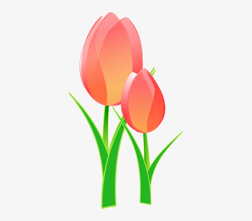 It Seems Like I've Been On A Flower Theme The Last - Tulips Clip Art, transparent png download