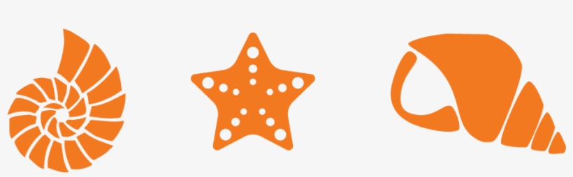 More Ticket Packages - Seashell Decal, transparent png download