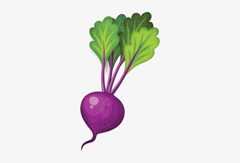 Beetroot - Remolacha Dibujo Png, transparent png download