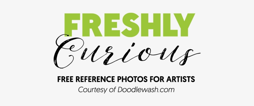 Over 700 Free Reference Photos For Artists - Artist, transparent png download