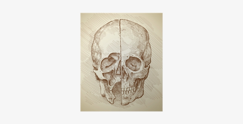 Japanese Drawing Skull - Leonardo Da Vinci Poster, transparent png download