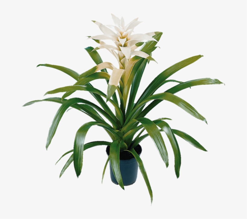 Back To Overview - Bromelia, transparent png download