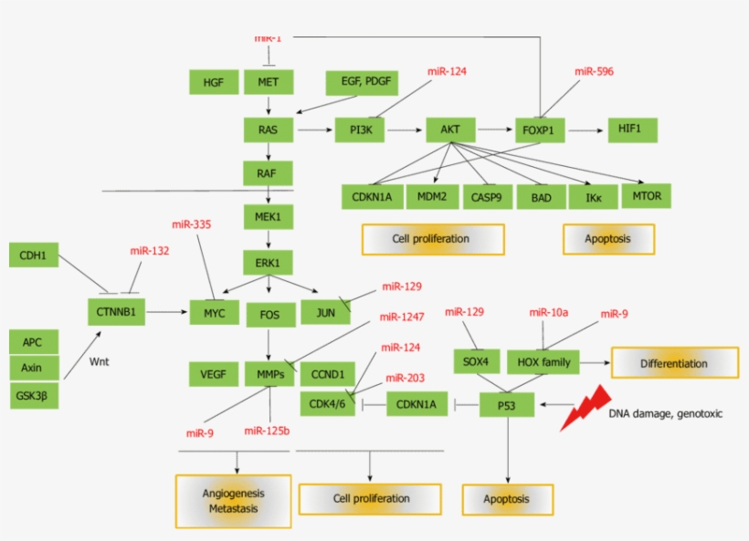 Mature Micrornas Silenced By Aberrant Dna Methylation - Diagram, transparent png download