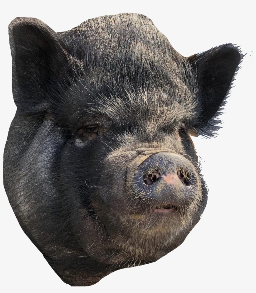 Pickles - Domestic Pig, transparent png download