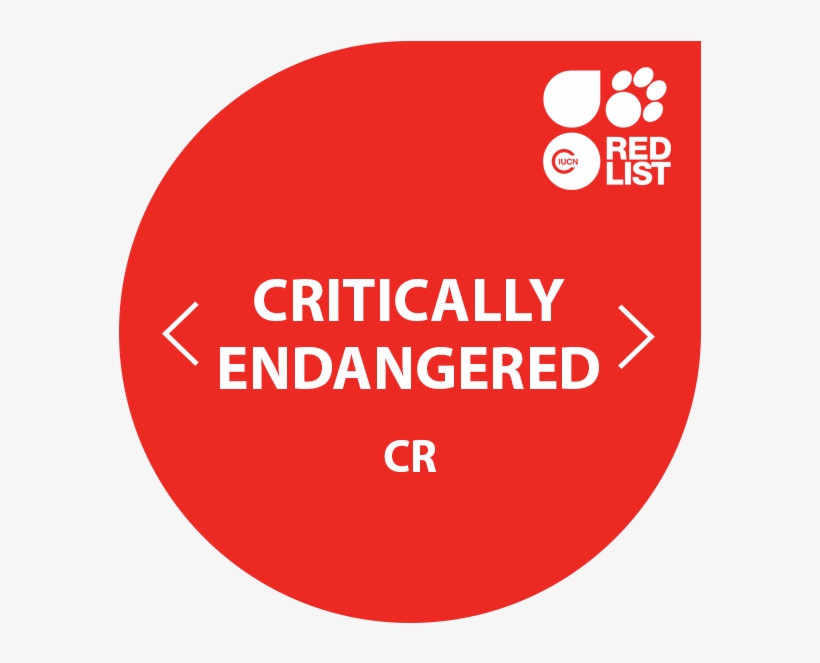 Lemurs Critically Endangered - Reports Of My Death Are Greatly Exaggerated, transparent png download