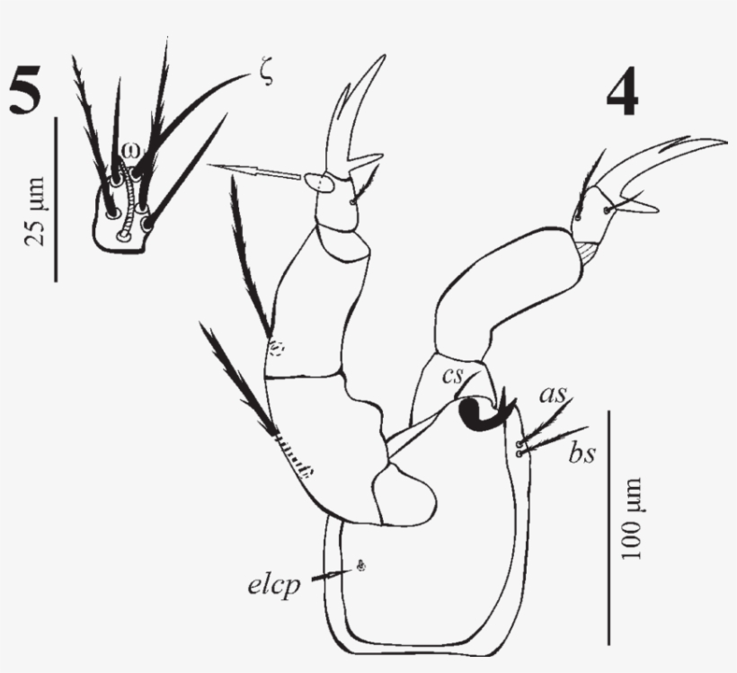Hirstiosoma Amfilohijei Sp - Hirstiosoma, transparent png download