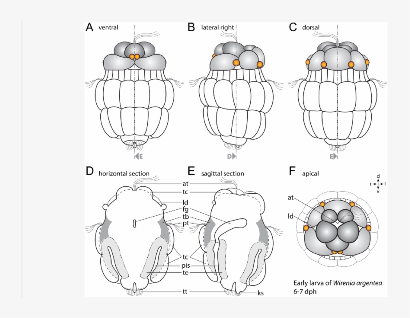 Line Drawings Of Gross Morphology Of The Early W - Drawing, transparent png download