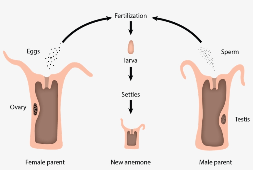 <p><strong>fig - 3 - 30 - </strong>, transparent png download