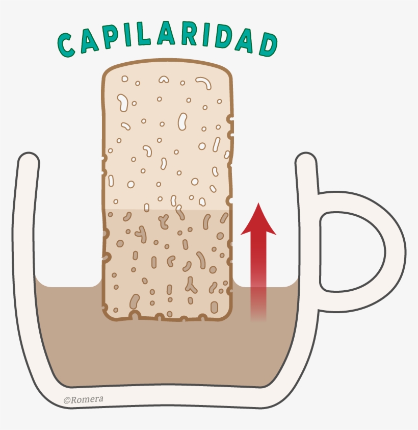 El Tejido Alveolar De Los Bizcochos Ejerce Capilaridad, transparent png download