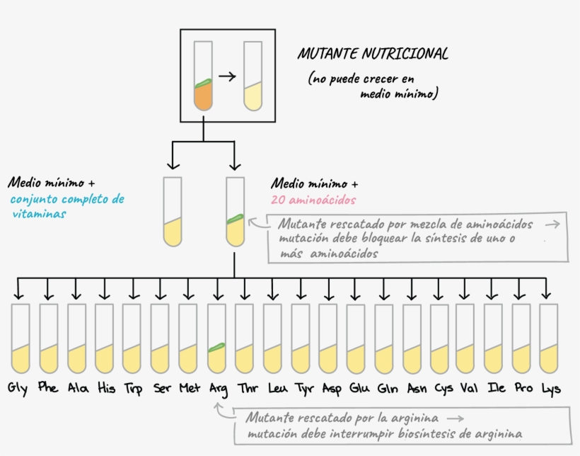 Genetic Code, transparent png download